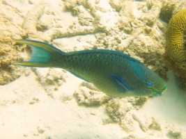 Stoplight Parrotfish IMG 5404